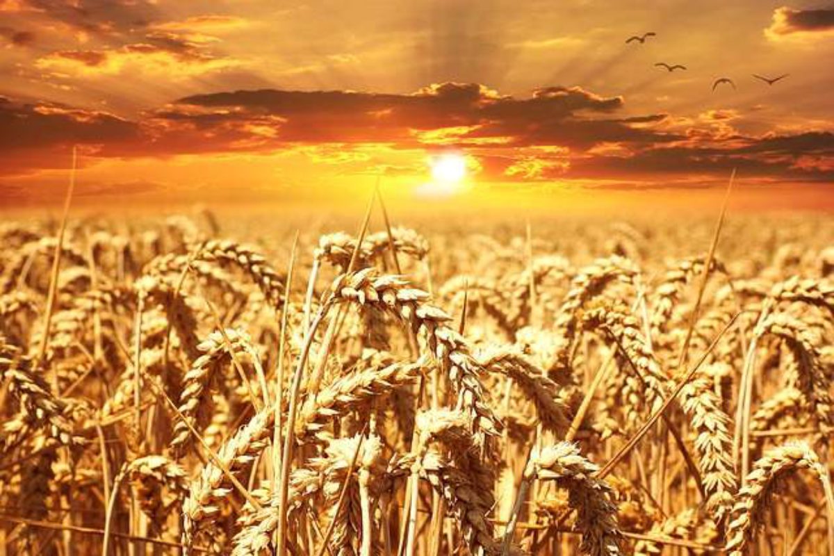 cropped-wheat-field-640960_640.jpg